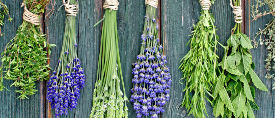 Les herbes de Provence